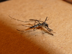 Aedes japonicus