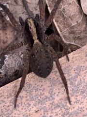 Varacosa