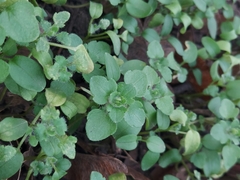 Veronica hederifolia-sublobata-triloba