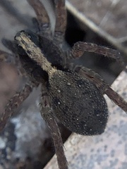 Varacosa