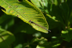 Oxyagrion terminale