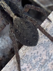 Varacosa