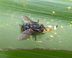 Diptera
