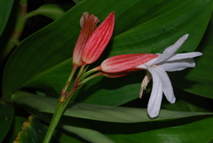 Erythrochiton brasiliensis