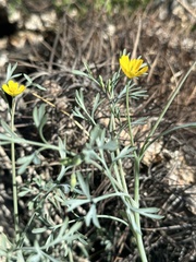Eschscholzia minutiflora