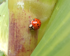 Harmonia axyridis