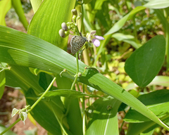 Leptotes cassius