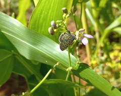 Leptotes cassius