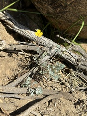 Eschscholzia minutiflora