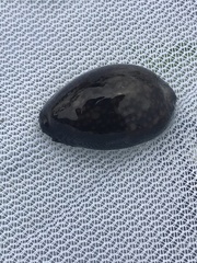 Monetaria caputophidii