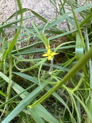 Tropidocarpum gracile