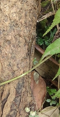 Anolis oculatus