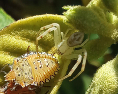 Thomisidae