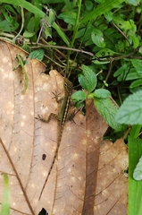 Anolis oculatus