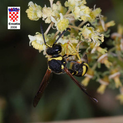 Eumenes subpomiformis