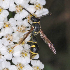 Eumenes mediterraneus