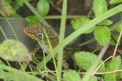 Anolis oculatus