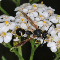 Eumenes mediterraneus