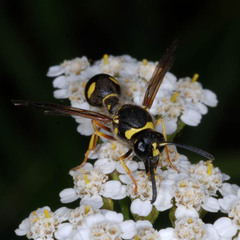 Eumenes mediterraneus