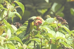 Coereba flaveola bartholemica
