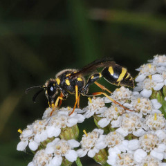Eumenes mediterraneus
