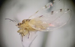 Trioza quadripunctata