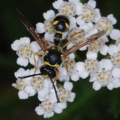 Eumenes mediterraneus