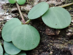 Peperomia rotundifolia