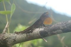 Anolis oculatus
