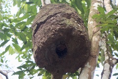 Nasutitermes corniger