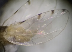 Trioza quadripunctata