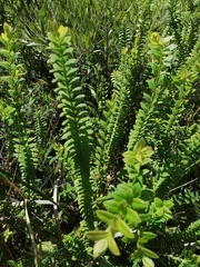 Melaleuca hypericifolia