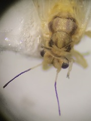 Trioza quadripunctata