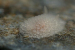 Onchidoris muricata