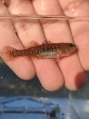 Economidichthys pygmaeus