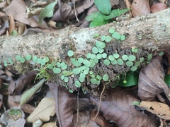 Peperomia rotundifolia