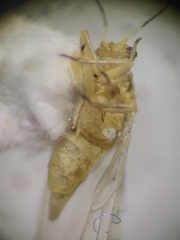 Trioza quadripunctata