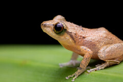 Johnstone's Frog photo 2