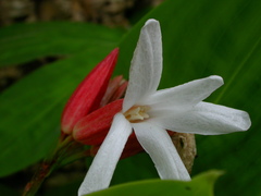 Erythrochiton brasiliensis