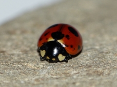 Coccinella magnifica