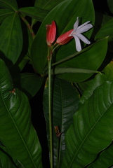 Erythrochiton brasiliensis