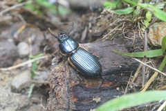 Passalus