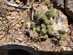 Psammotropha mucronata