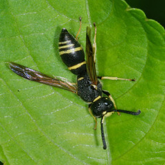 Euodynerus quadrifasciatus