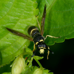 Euodynerus quadrifasciatus