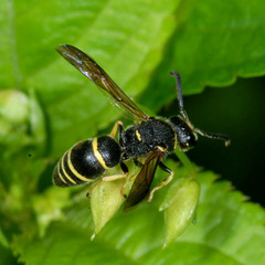 Euodynerus quadrifasciatus