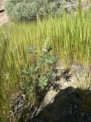Lupinus arizonicus