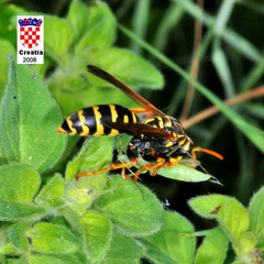 Polistes associus