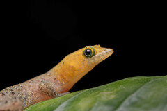 Sphaerodactylus vincenti