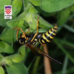 Polistes associus